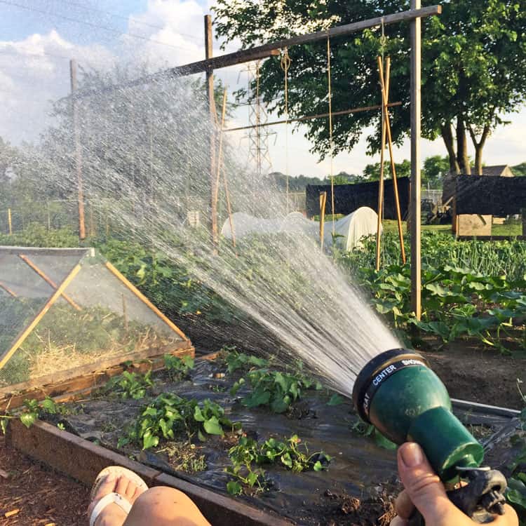 Vegetable Gardening as Therapy. Playing in the dirt eases depression