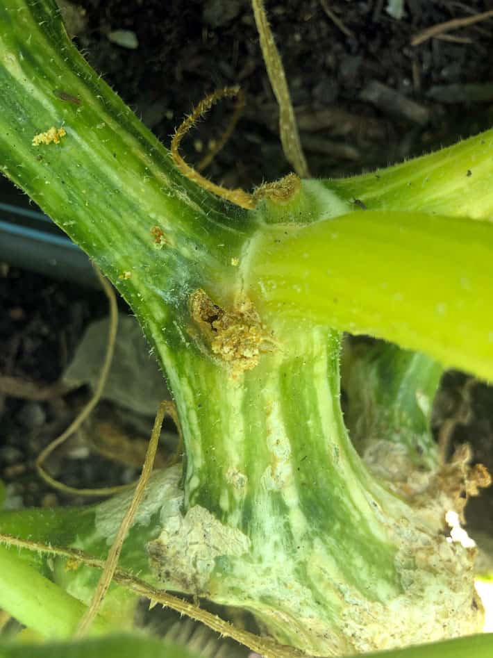 How to Remove, Prevent and Control Squash Vine Borers The Art of Doing