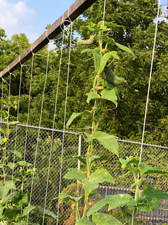 How to String Train Cucumbers for less disease and easier harvesting.