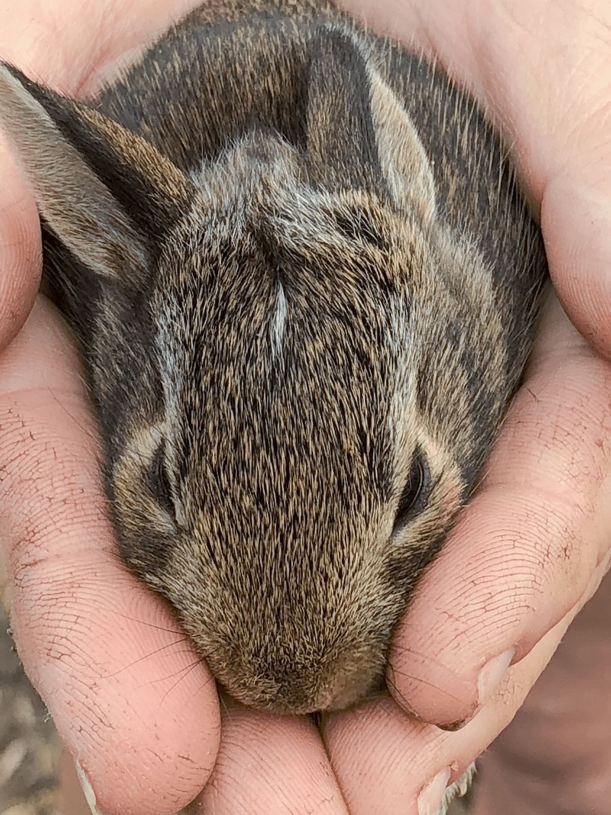 Dirt & Bunny Season is Upon Us The Art of Doing Stuff