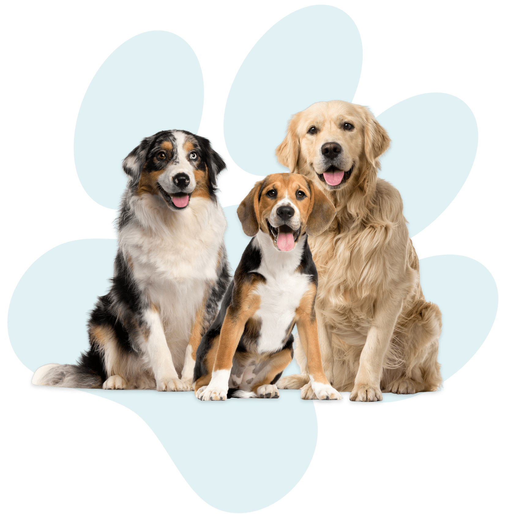 Dog Behaviorist Near Me Best Dog Training in Westchester, NY