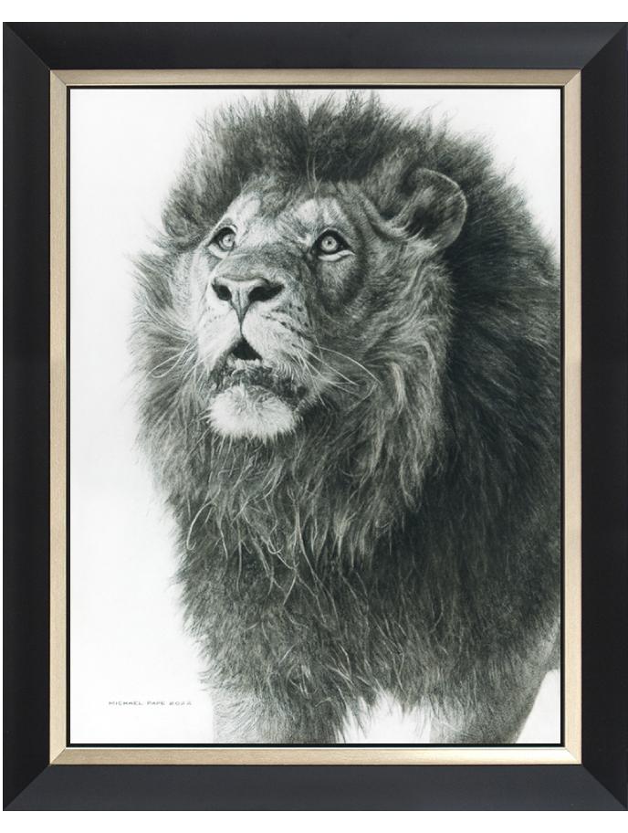 Wisdom from Above African Lion