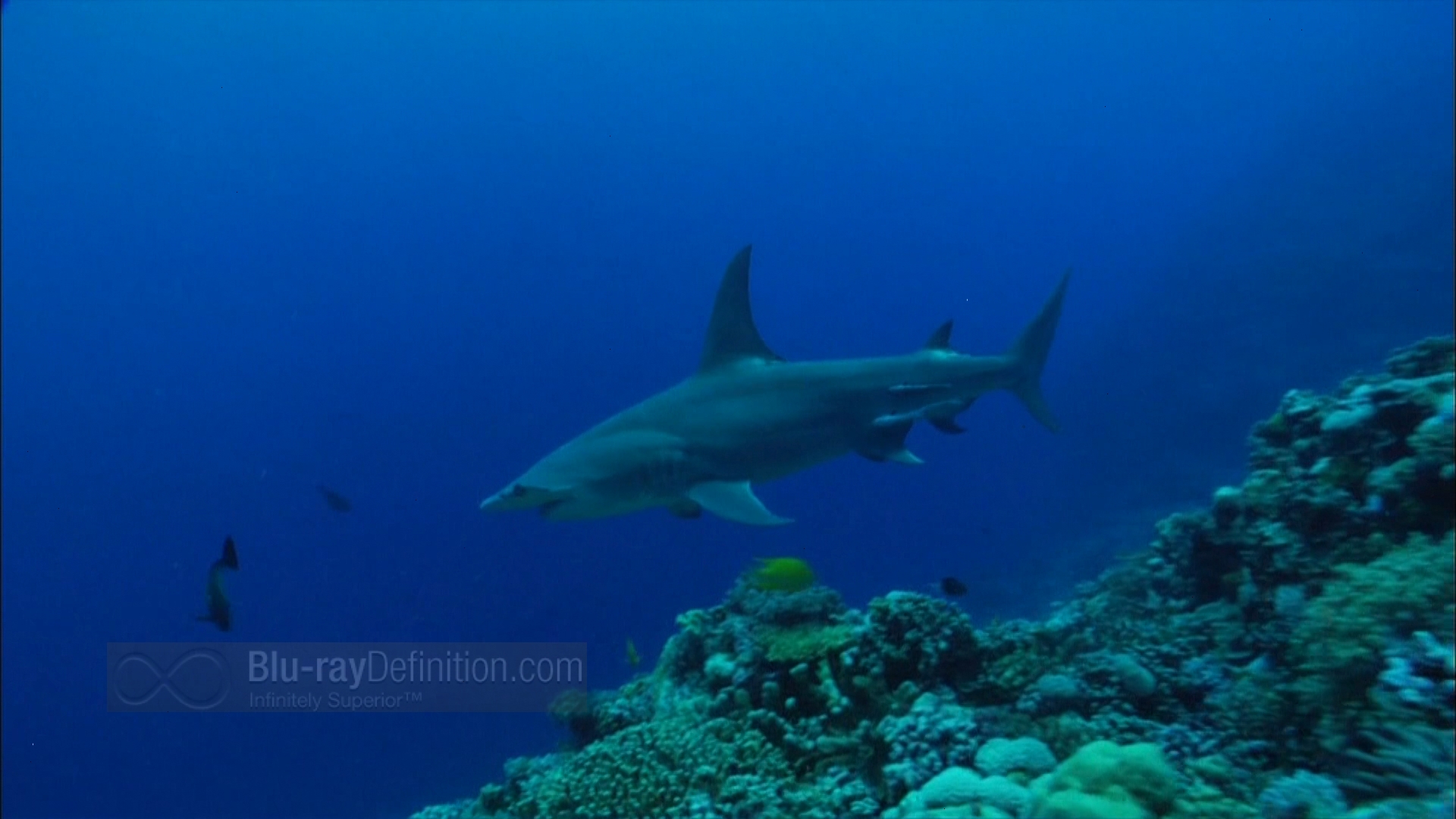 Shark Week The Great Bites Collection Bluray Review TheaterByte