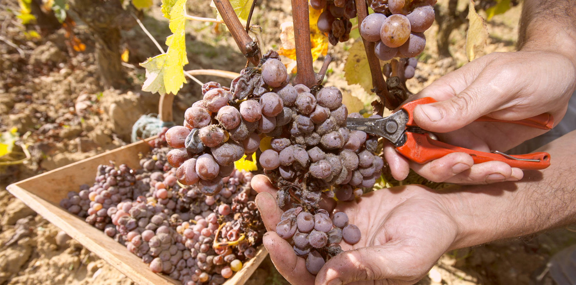 What is Noble Rot?