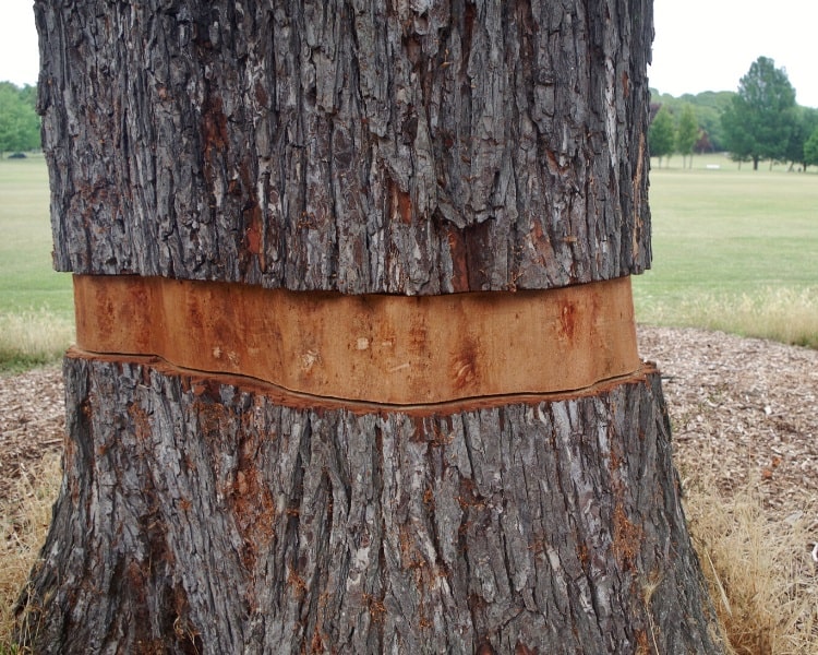 3 Methods to Kill a Tree Without Cutting It Down