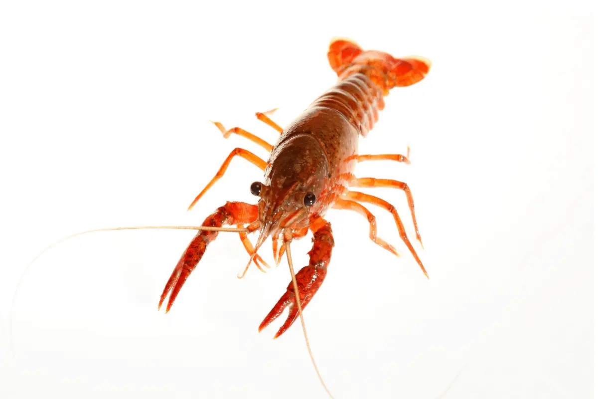 When to Use Crawfish Baits for Bass The Bass Fishing Life