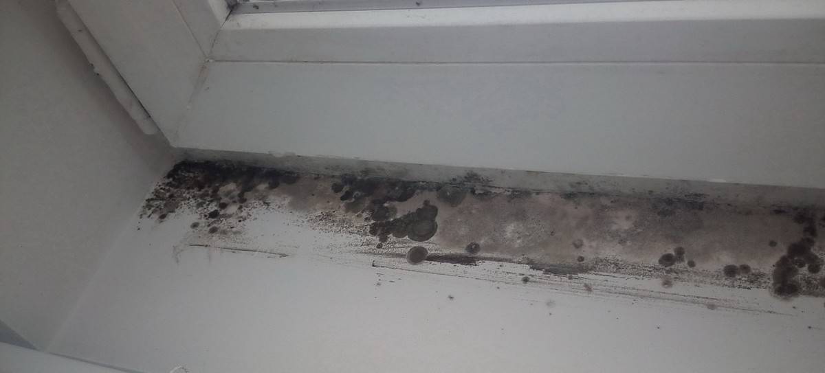 Can Aquariums Cause Mold? This Could Be Serious! The Beginners Reef