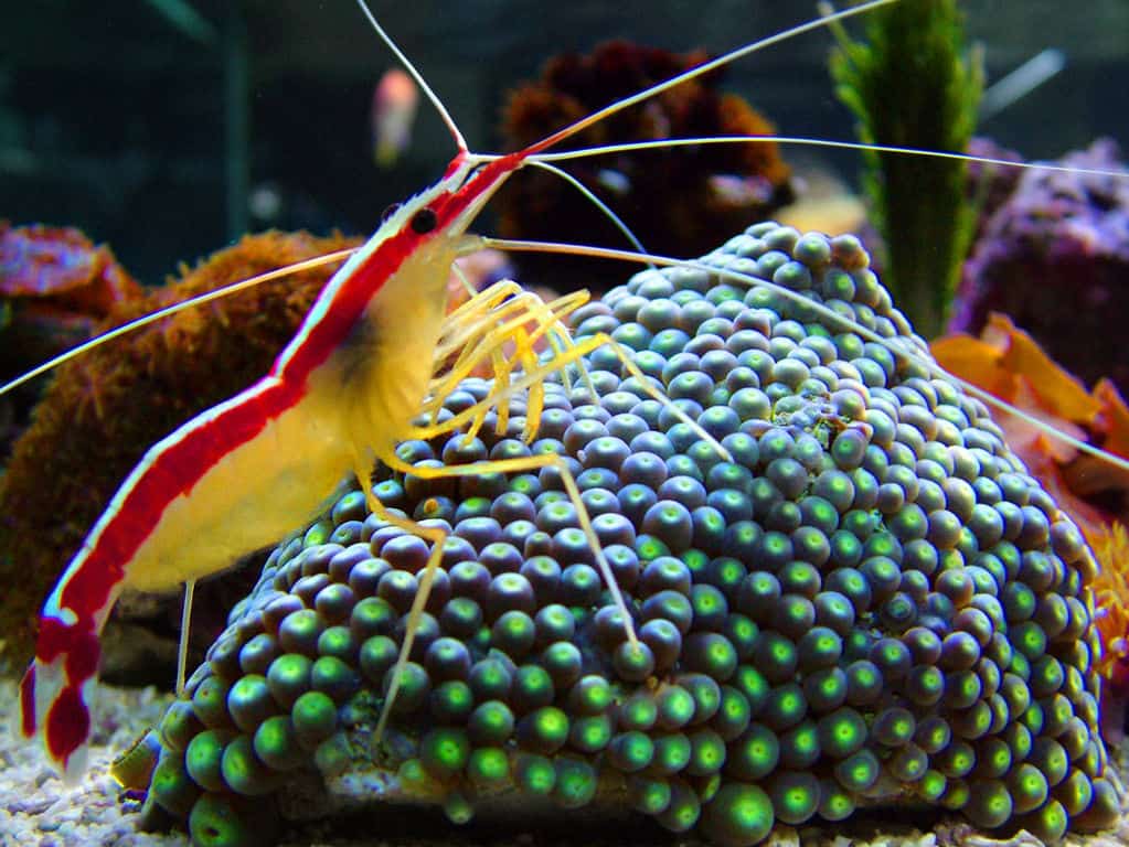Best Saltwater Shrimp for Beginners My Top Picks!! The Beginners Reef