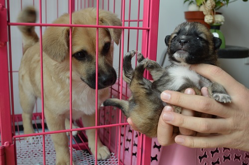 Helping Stray Animals Find a Home the Beijinger