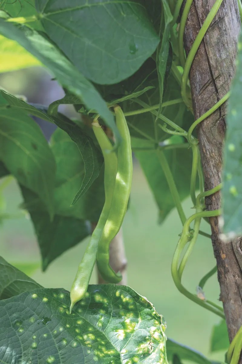 In the Garden Winter The Bermudian Magazine