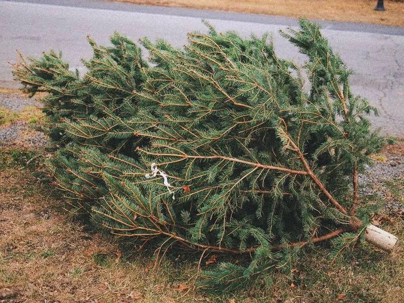 What To Do With Your Dead Christmas Tree The Bermudian Magazine