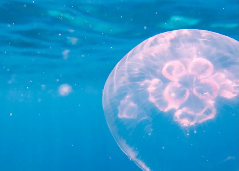 What do Moon Jellyfish Eat? The Bermudian Magazine
