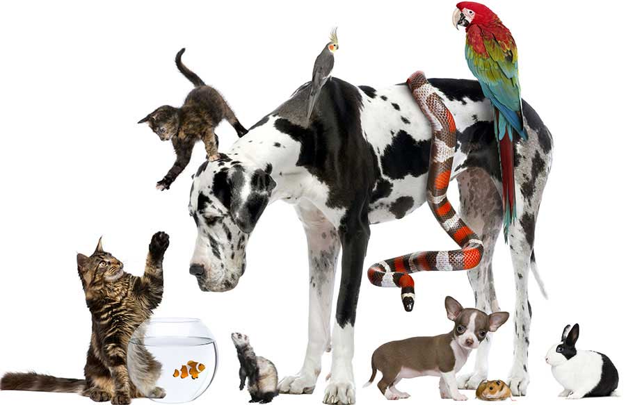 Exotic Pet Care in KY Best Pets Animal Clinic