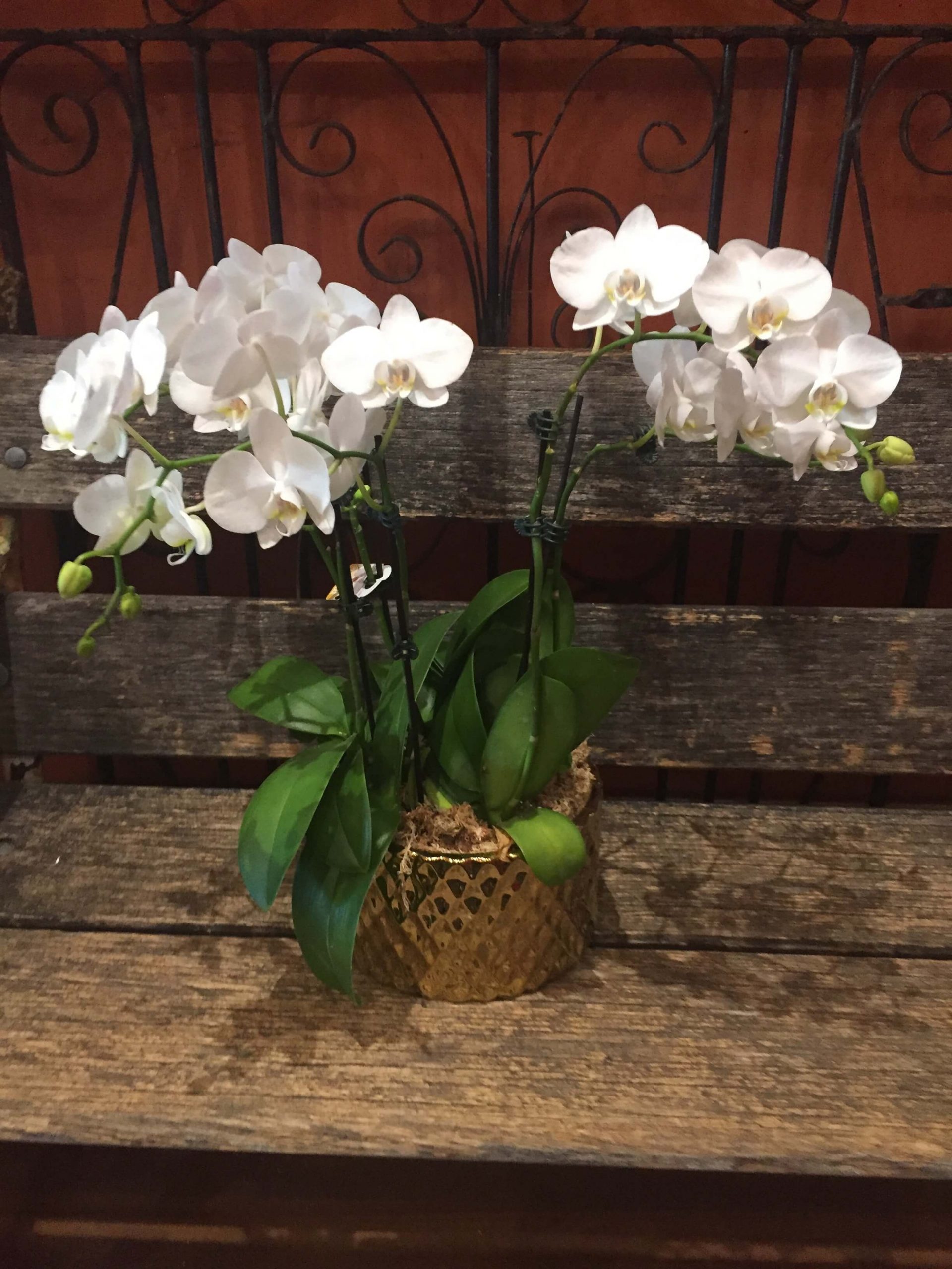 Multiple Orchids In Copper Pot The Big Bunch