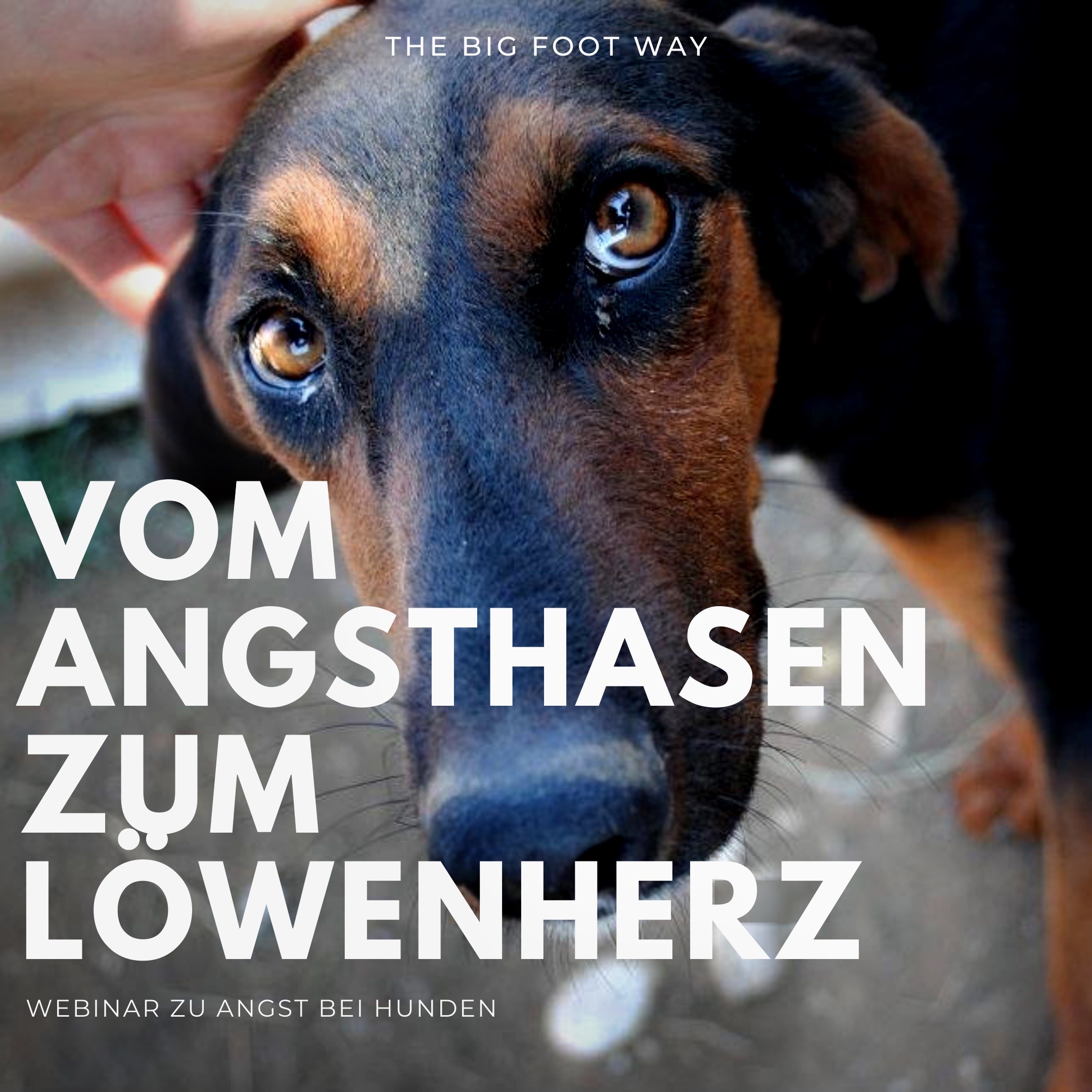 „Vom Angsthasen zum Löwenherz“ OnlineSeminar zur Angst bei Hunden