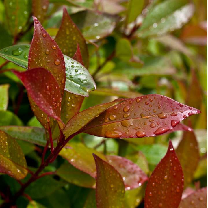 Shrubs for year round colour The Big Plant Nursery