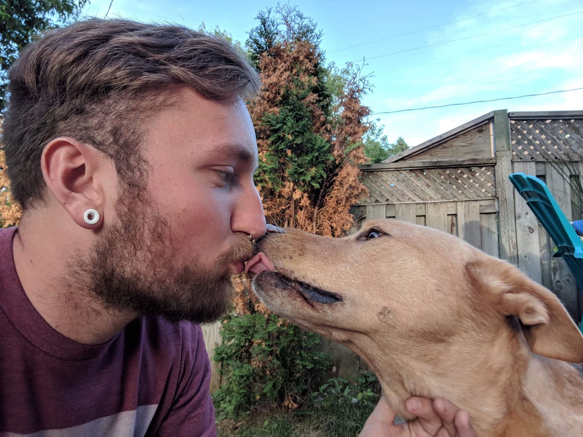 Is It Ok To Let A Dog Lick Your Wounds