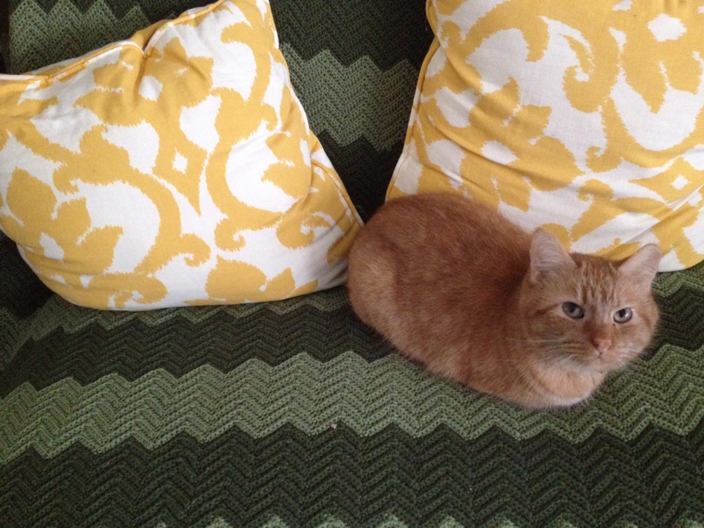 How Much Does Putting Down A Cat Cost CatWalls