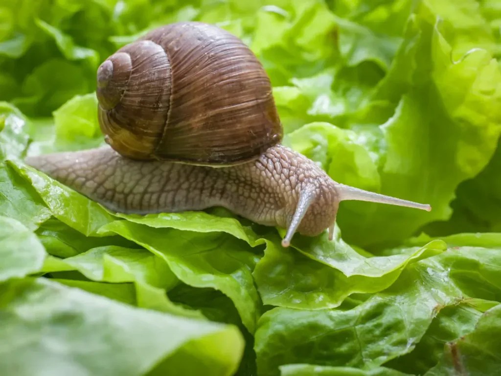 How to remove snails from your bioactive habitat The Bio Dude