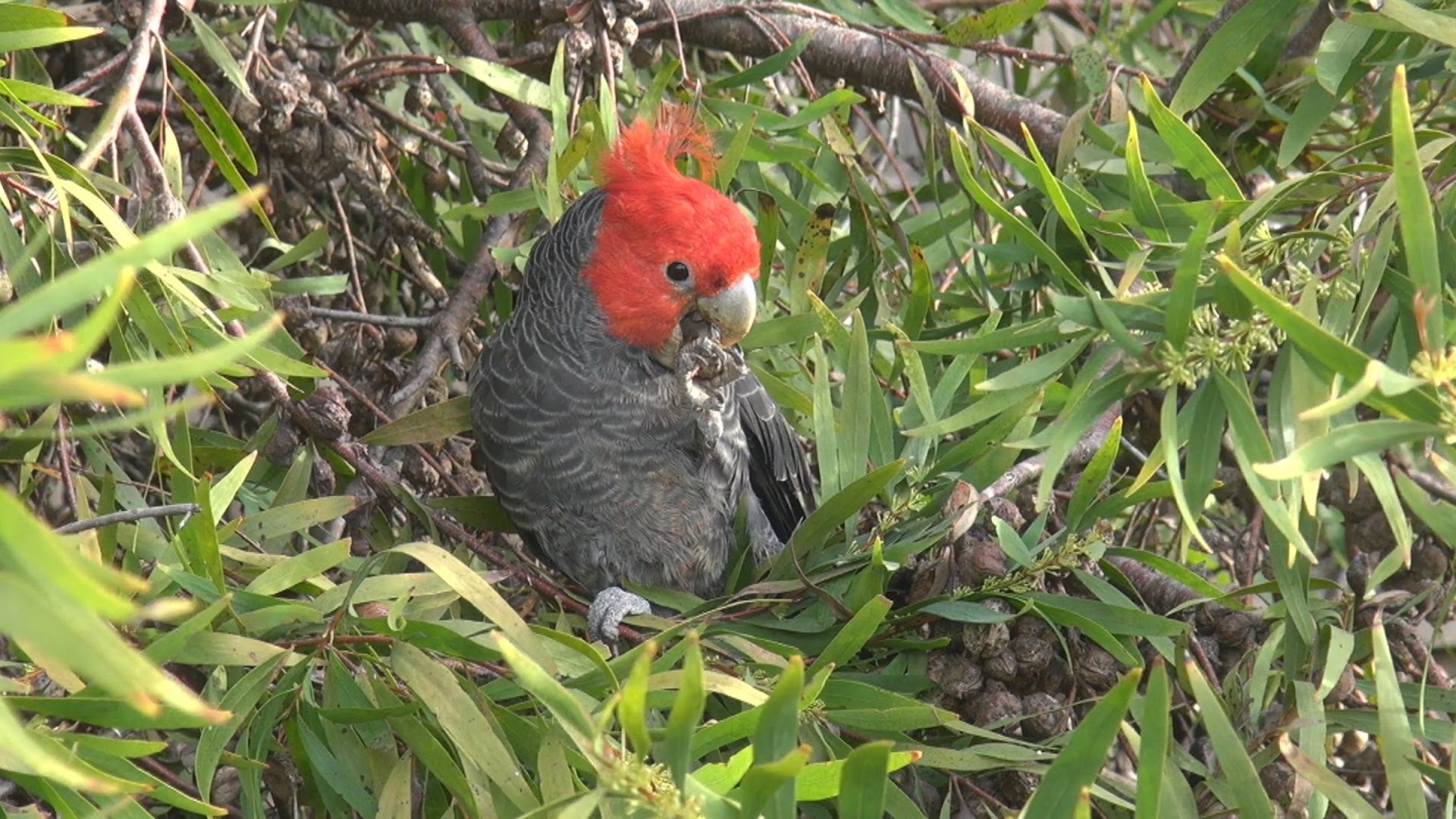 Birds The Boomerangs Johanna