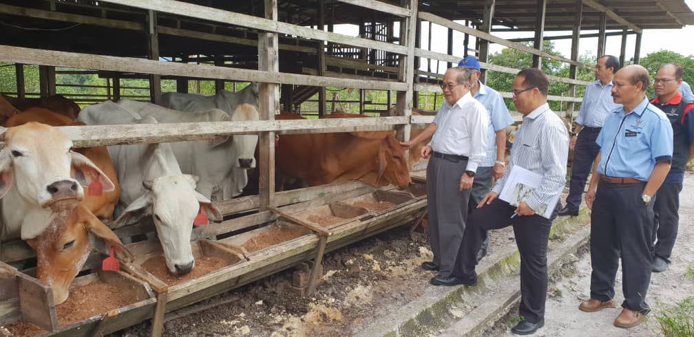 The last census was conducted in 2020. Sarawak Sets Sight On Increasing Cattle Population Uggah
