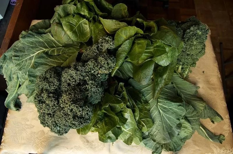 The Easiest Vegetables to Grow in New England