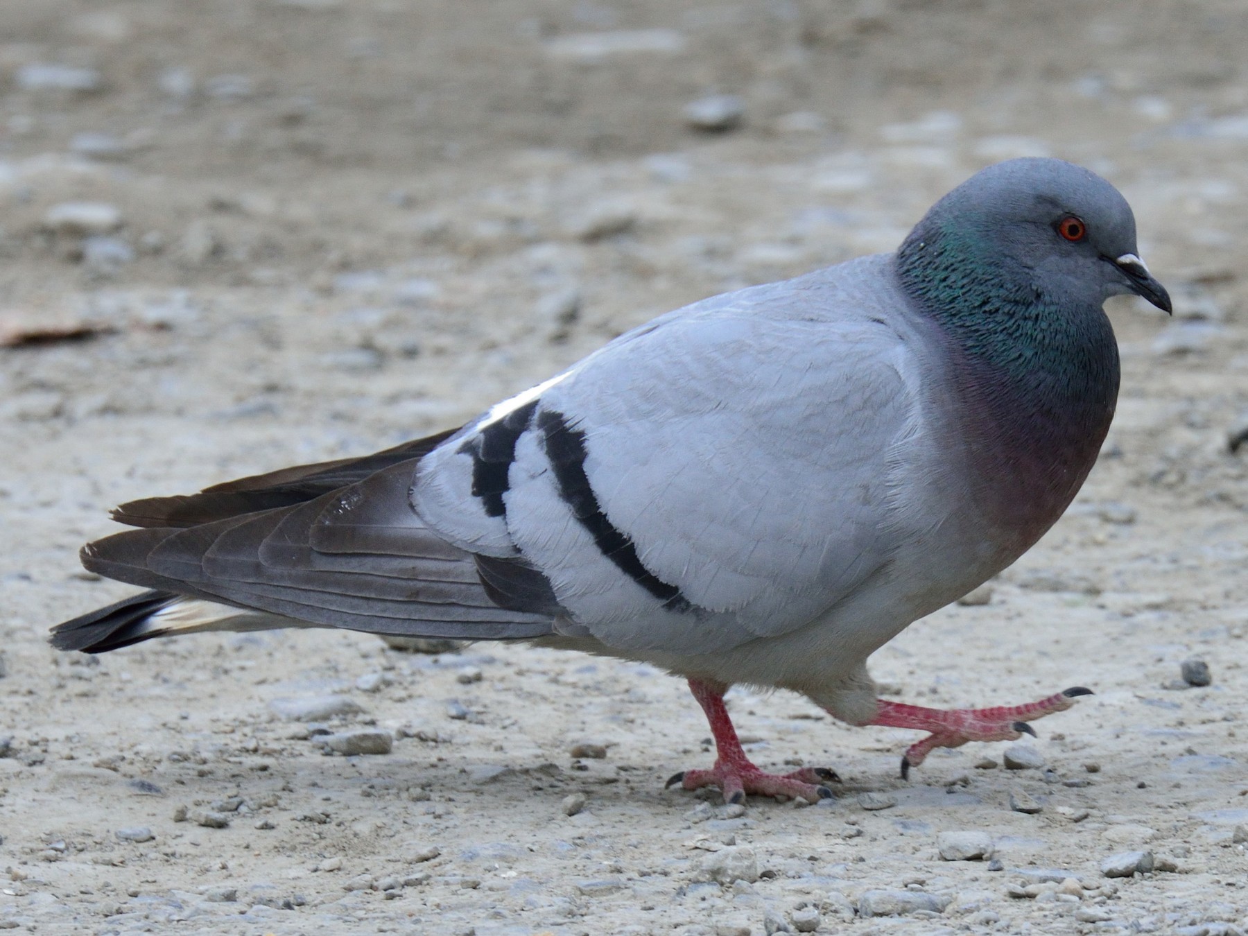 Why You Shouldn’t Feed Pigeons Around Your Home