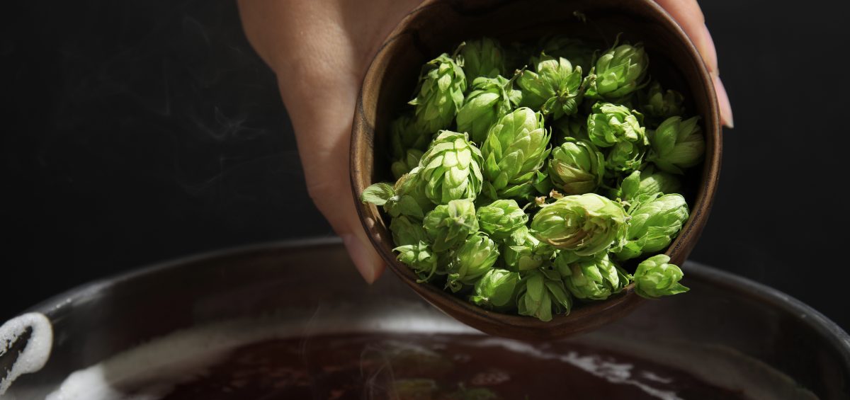 Brew Strong Late Hopping Vs. Dry Hopping The Brewing Network