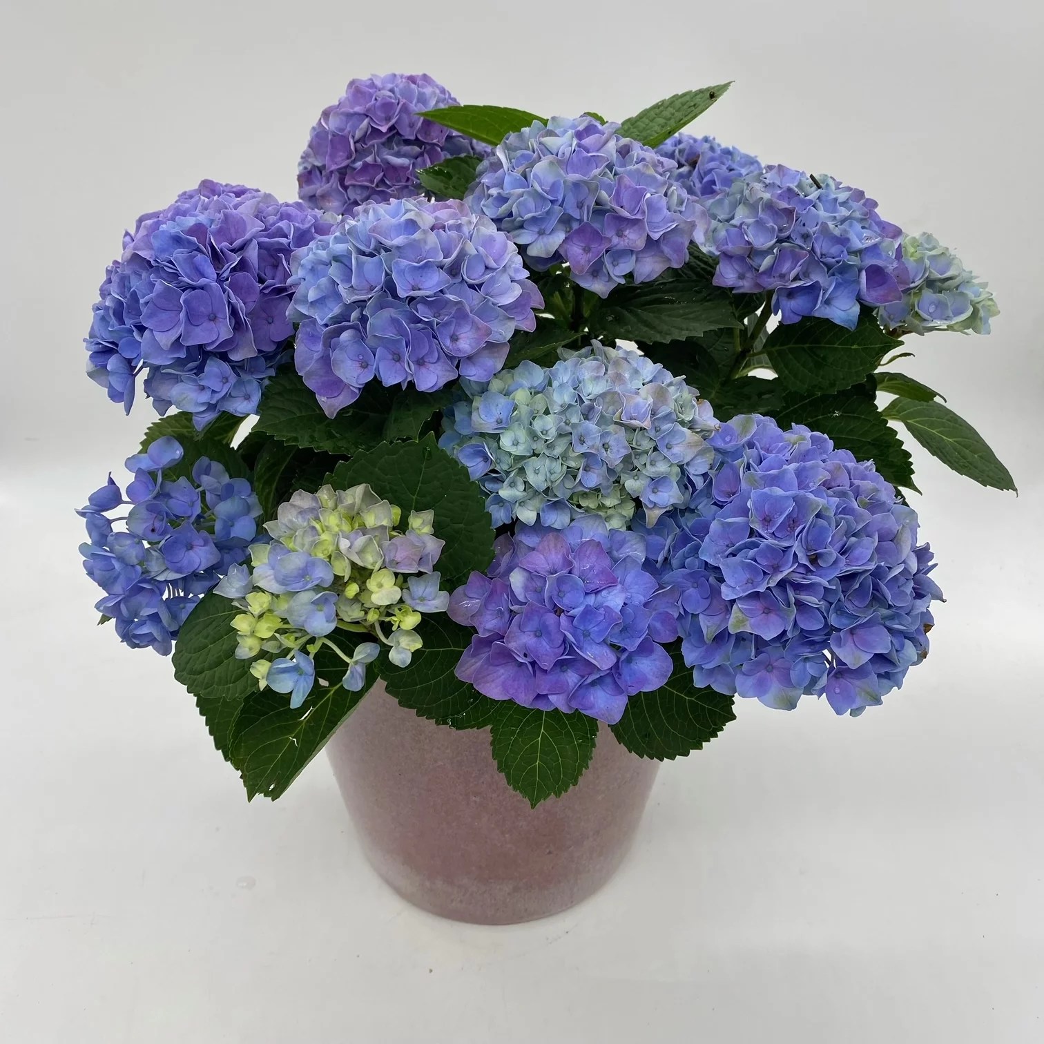 Where To Buy Hydrangea In Pots at Dawn Velez blog
