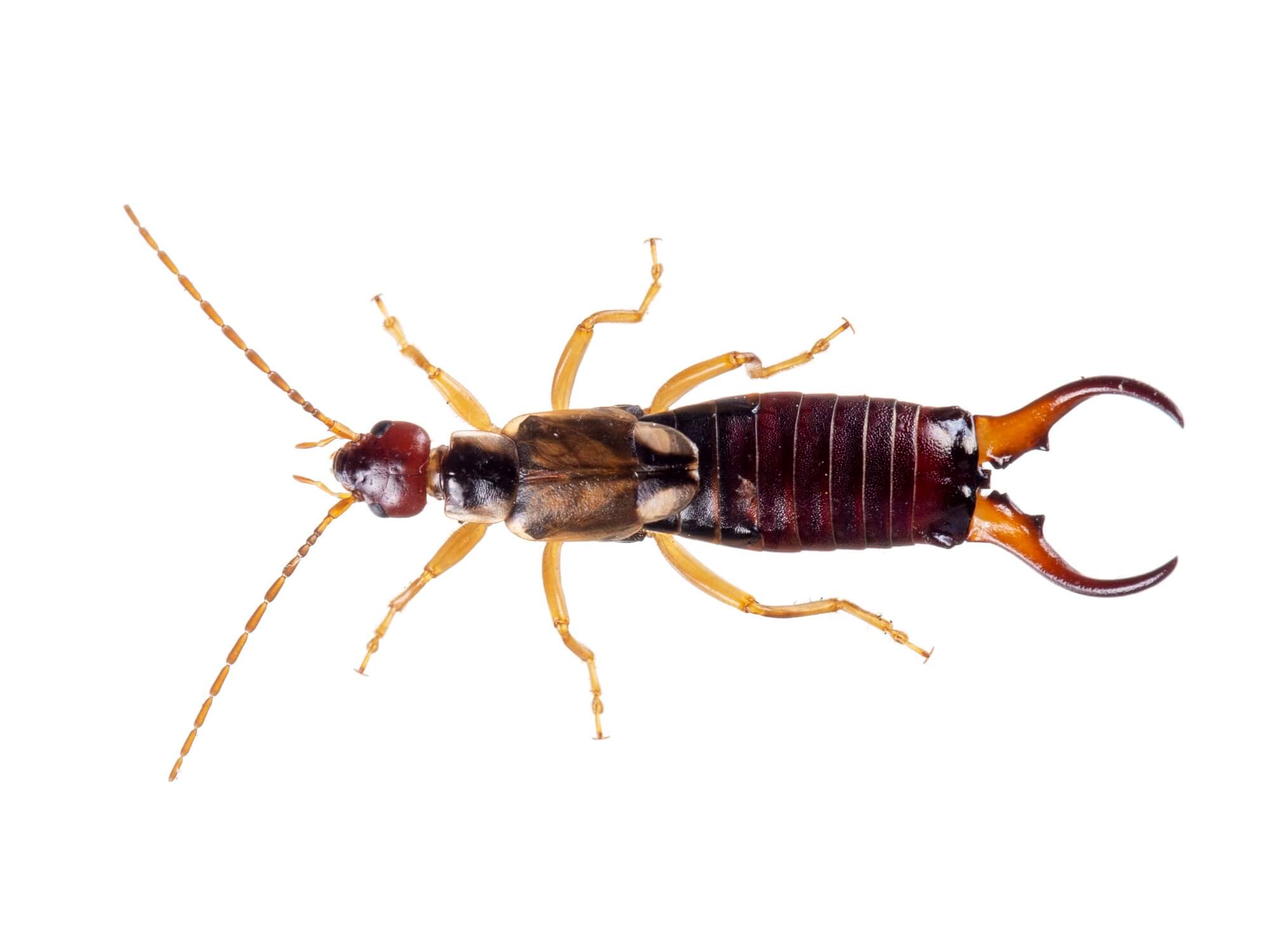 Earwigs - Bug Blaster Inc.
