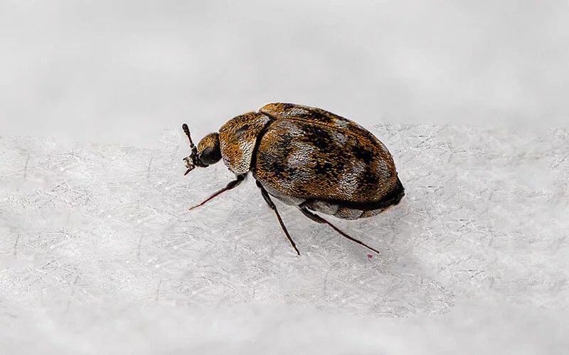 Carpet Beetles vs Bed Bugs How to Tell The Difference Between the Two