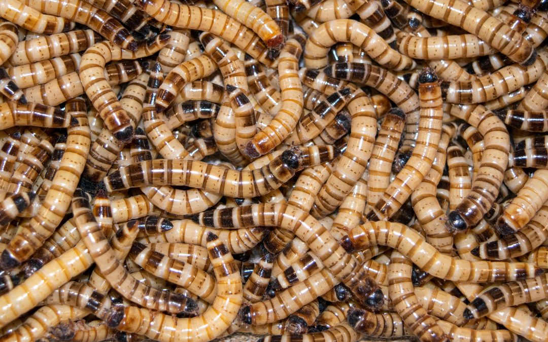 How to Keep Superworms Healthy Until Feeding Time The Bug Shed