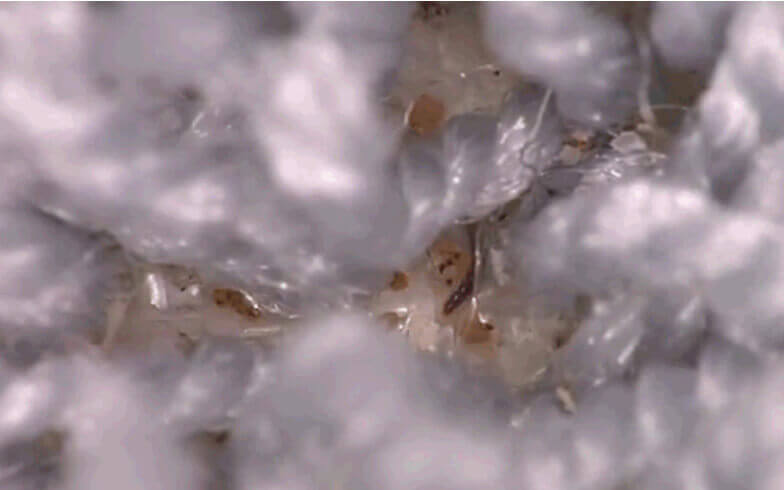 Flea Larvae Quick Facts, Identification and Removal Guide