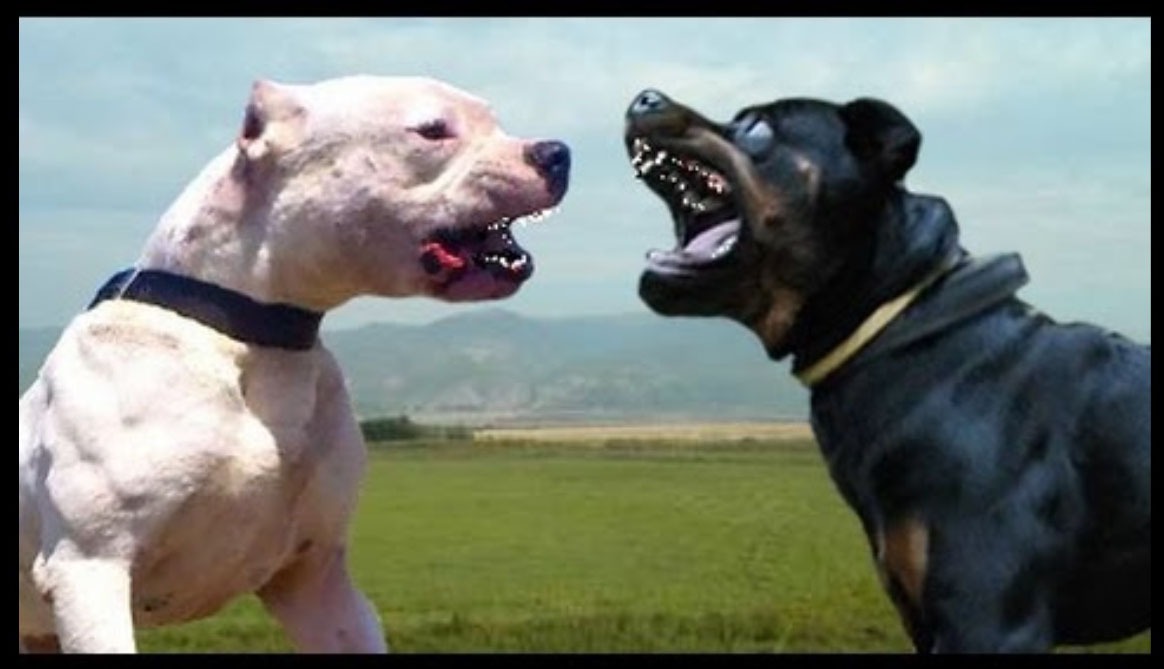 Dogs of War Fight to the Death The Burning Platform