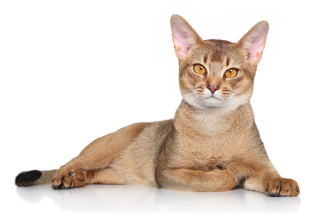 Abyssinian Cat Breed Information, Traits, Characteristics, Photos & Facts