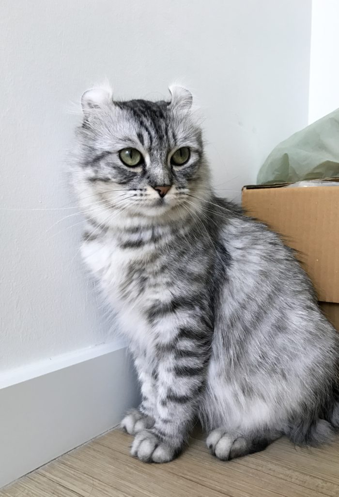 American Curl Cat Breed Information, Traits, Characteristics & Photos