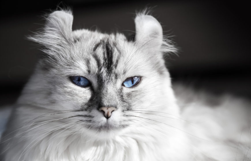 American Curl Cat Breed Information, Traits, Characteristics & Photos