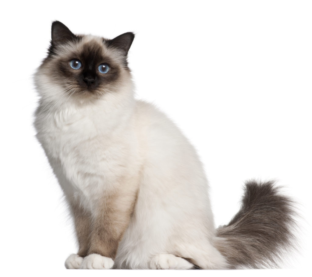 Birman The Cat Loop