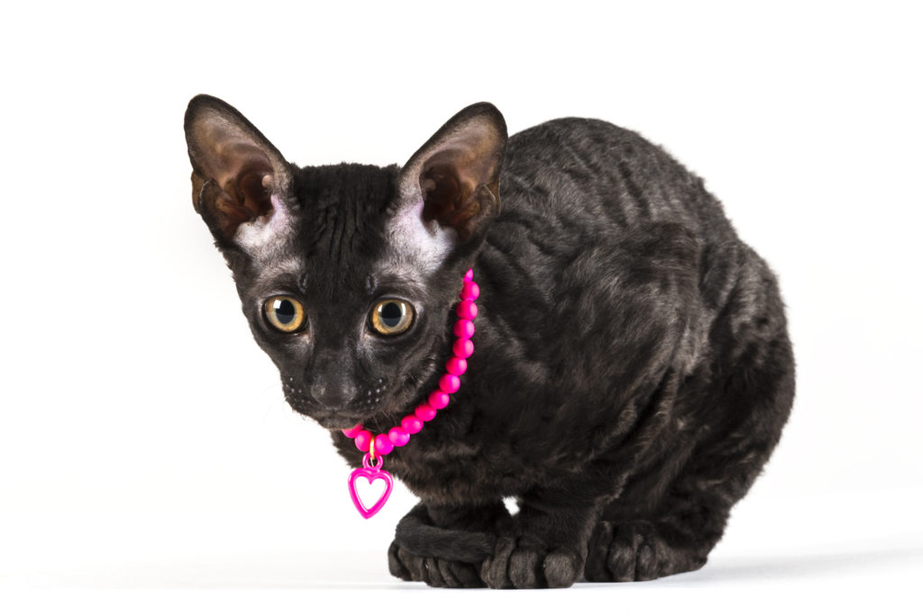 Cornish Rex Cat Breed Information, Traits, Characteristics, Photos & Facts