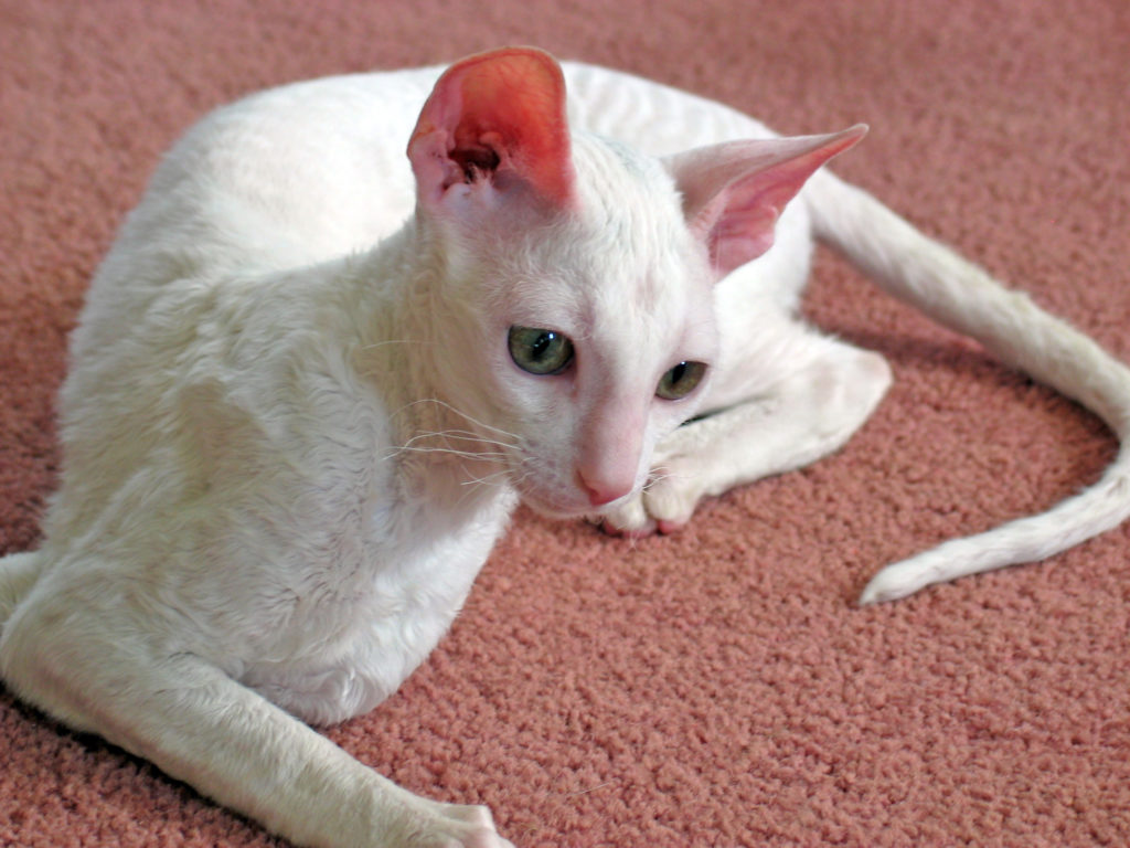 Cornish Rex Cat Breed Information, Traits, Characteristics