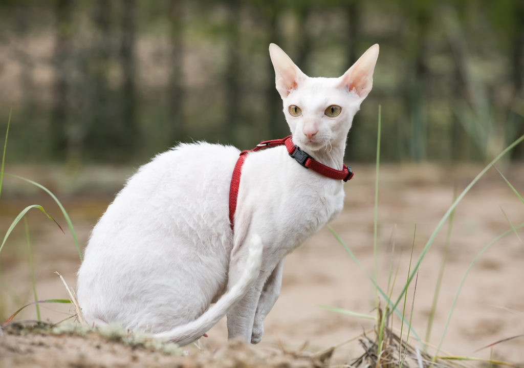 Cornish Rex Cat Breed Information, Traits, Characteristics, Photos & Facts