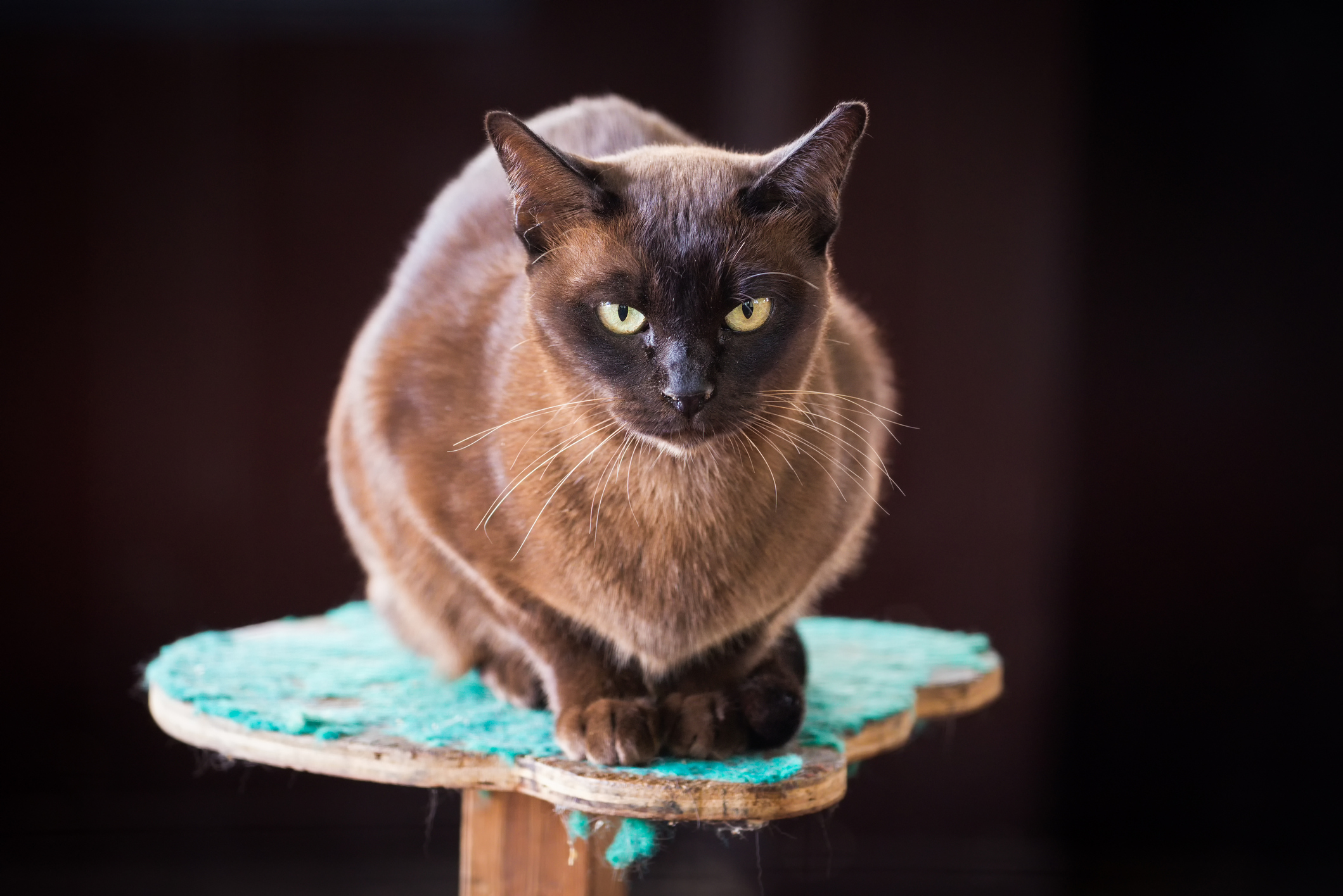European Burmese Cat Breed Information, Traits, Characteristics & Photos