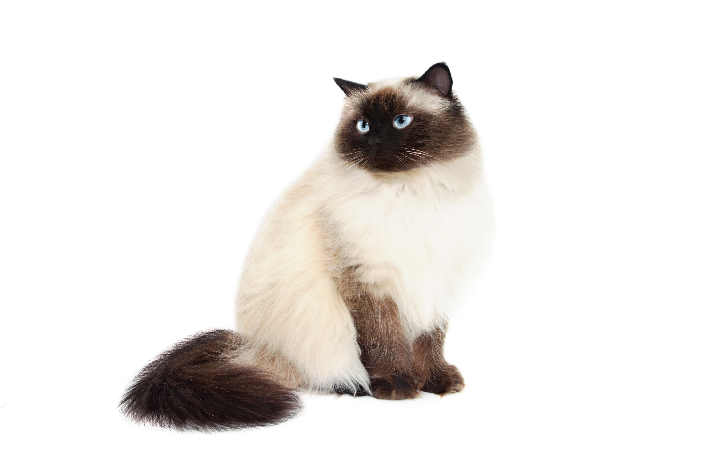 Himalayan Cat Breed Information, Traits, Characteristics, Facts & Photos
