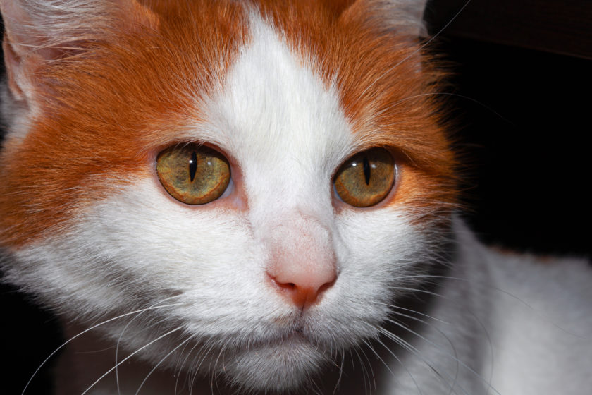 Turkish Van The Cat Loop