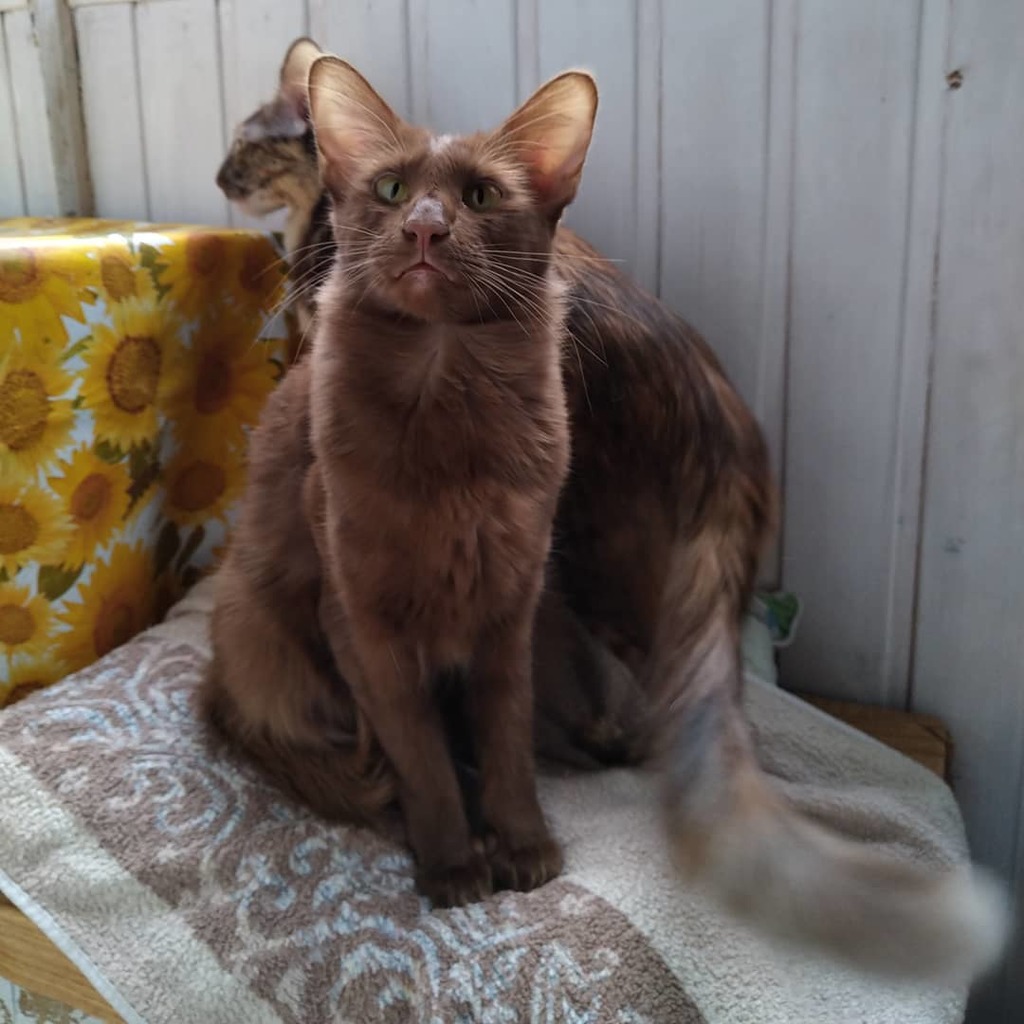 Javanese Cat Breed Cute of Animals