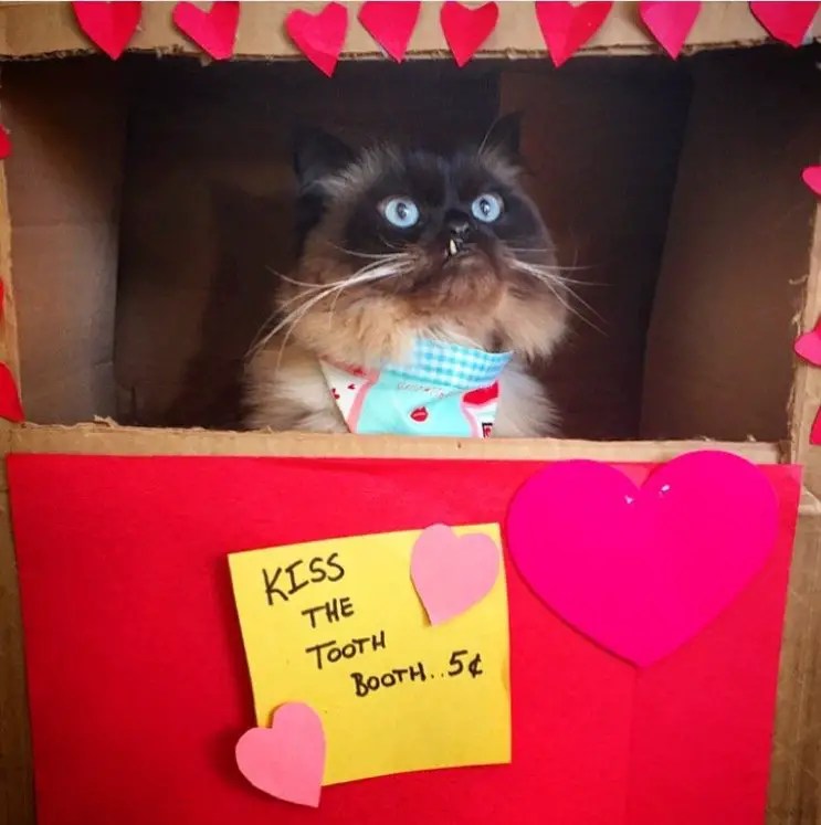 VALENTINE'S DAY FOR CATS [SLIDESHOW] Everything Trending