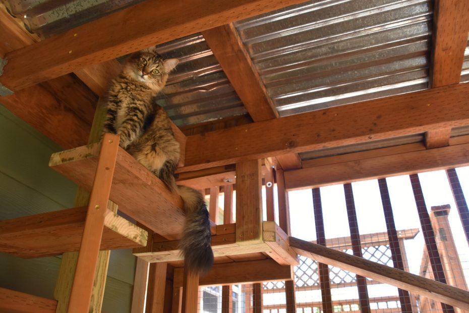 Creating a Catio for Special Needs Cats