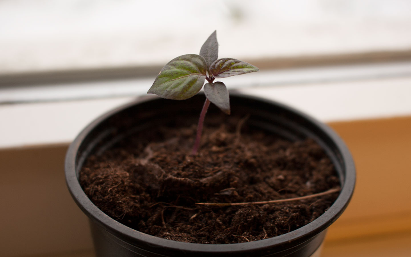 How and When to Water Chili Pepper Plants • The Chili Life