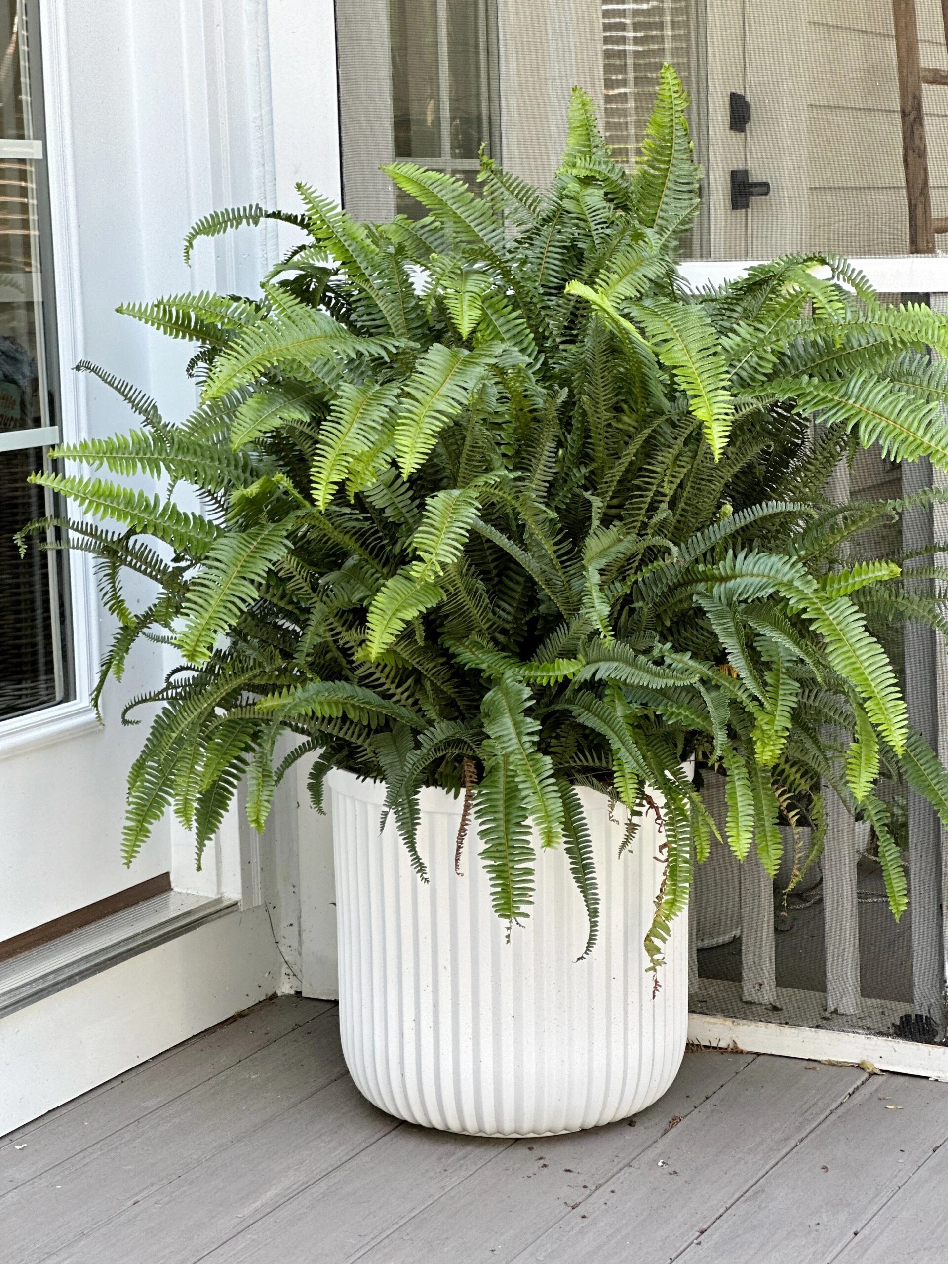 The Best Ferns for Southern Planters & Design The Coastal Oak