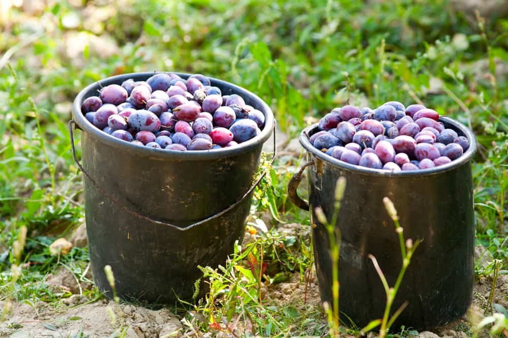 How Much Does A FiveGallon Bucket Weigh? (Breakdown)